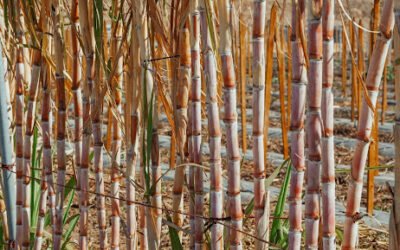 Differences and Similarities Between  Beet and Cane Sugar