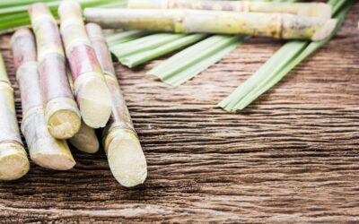 Diatomaceous Earth Filter Aid for the Sugar Industry